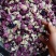 芙蓉花木芙蓉花地芙蓉花干芙蓉批发