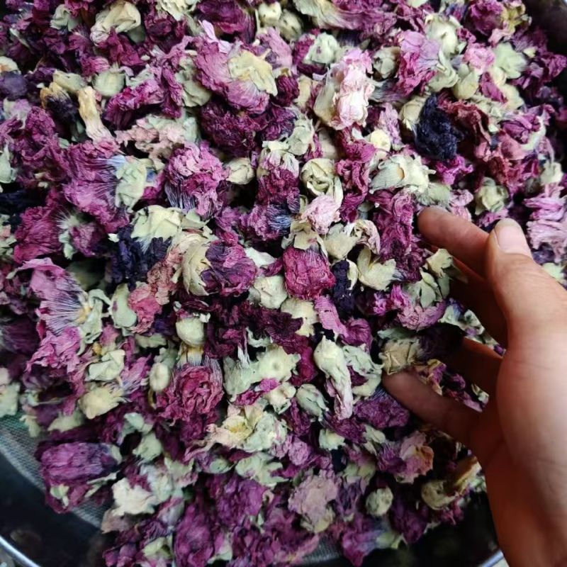 芙蓉花木芙蓉花地芙蓉花干芙蓉批发