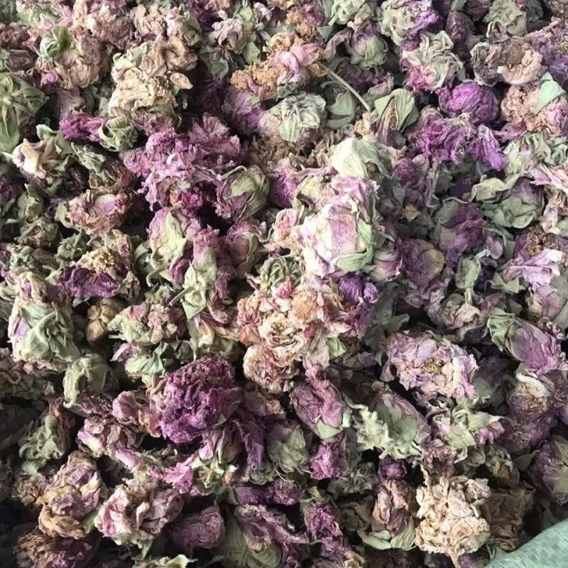 芙蓉花木芙蓉花地芙蓉花干芙蓉批发