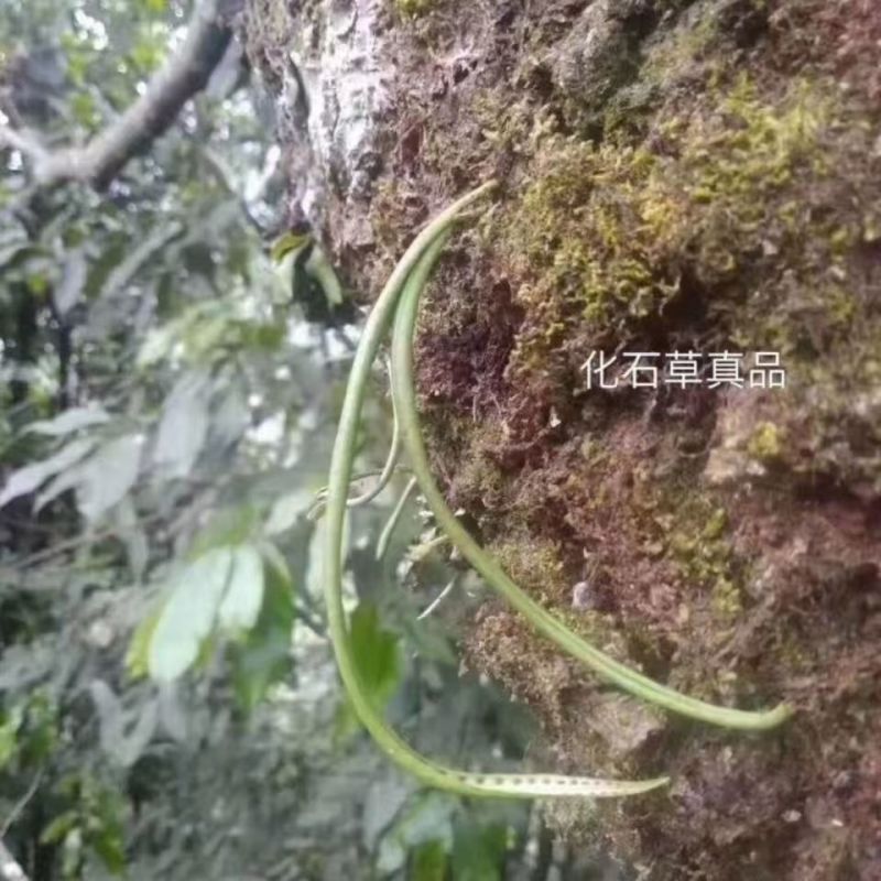 化石草肾精草化石草肾精草批发