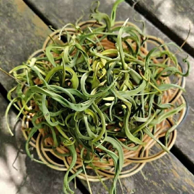 化石草肾精草化石草肾精草批发