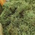 化石草肾精草化石草肾精草批发