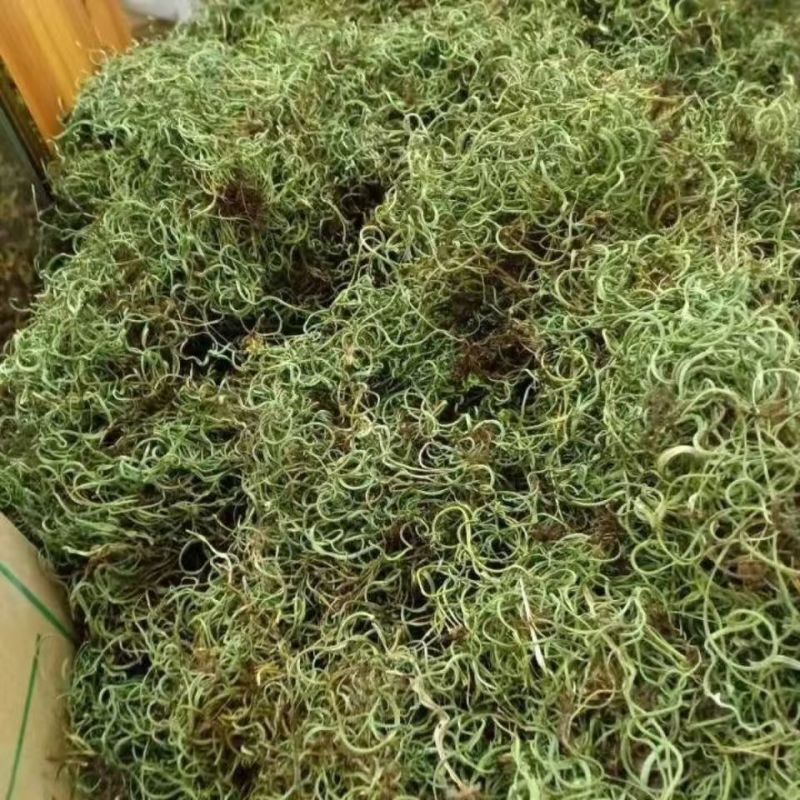 化石草肾精草化石草肾精草批发