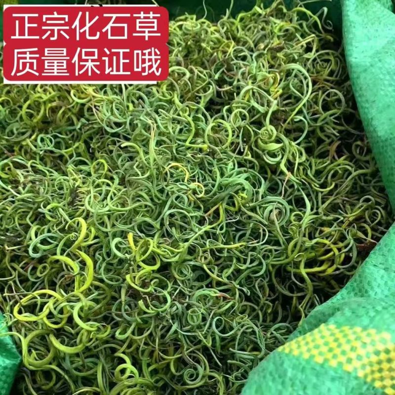 化石草肾精草化石草肾精草批发