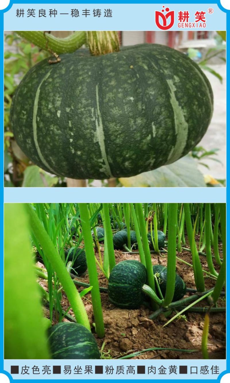 板栗南瓜种子耕笑618，大果型，粉糯香甜，厂家批发，