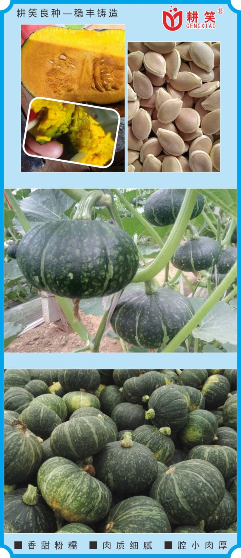 板栗南瓜种子耕笑618，大果型，粉糯香甜，厂家批发，