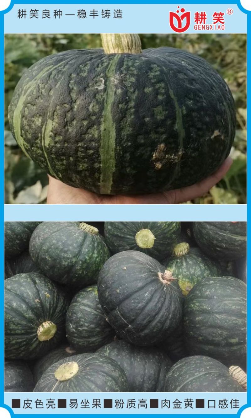板栗南瓜种子耕笑618，大果型，粉糯香甜，厂家批发，