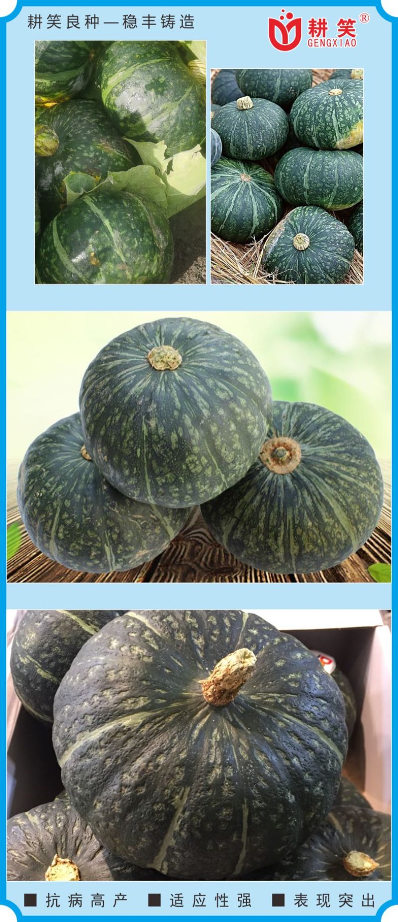 板栗南瓜种子耕笑618，大果型，粉糯香甜，厂家批发，