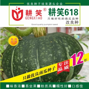 板栗南瓜种子耕笑618，大果型，粉糯香甜，厂家批发，
