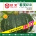 板栗南瓜种子耕笑618，大果型，粉糯香甜，厂家批发，