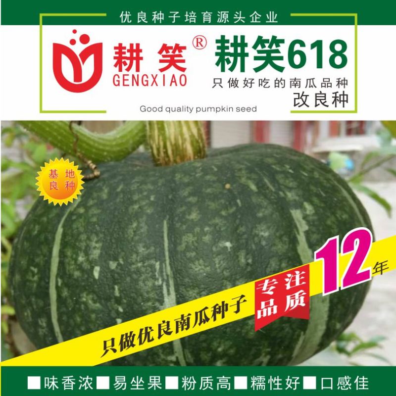 板栗南瓜种子耕笑618，大果型，粉糯香甜，厂家批发，
