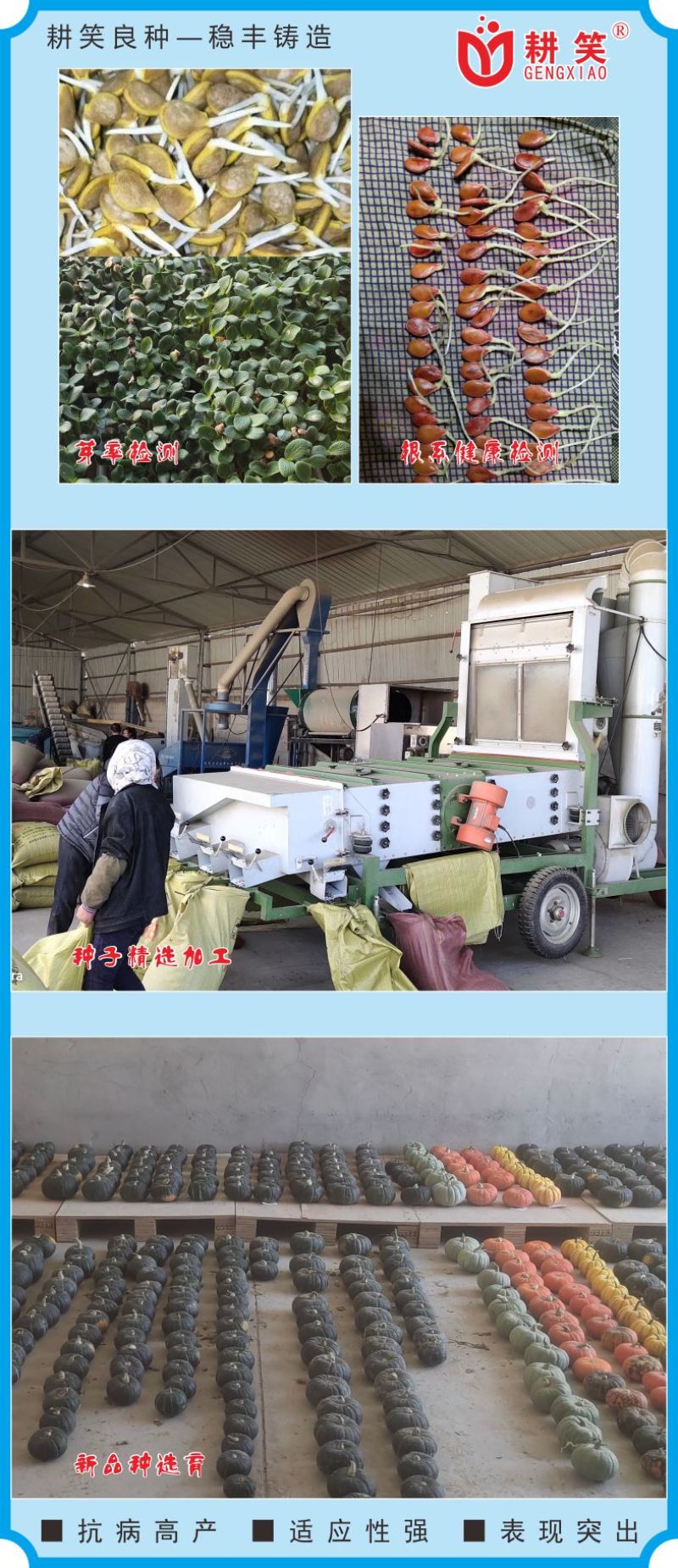 银栗南瓜种子，耕笑999银板栗南瓜种子皮色亮肉金黄耐储运