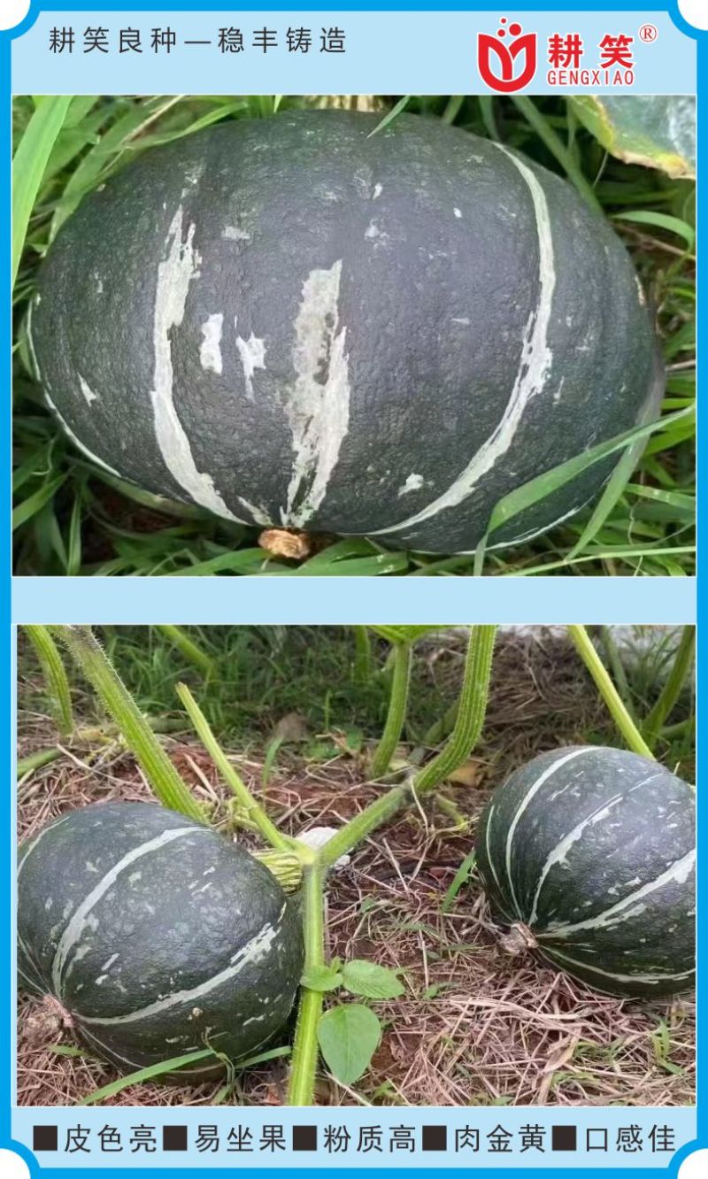 板栗南瓜种子厂家批发，甜面粉糯，大果型，绿板栗，产量高