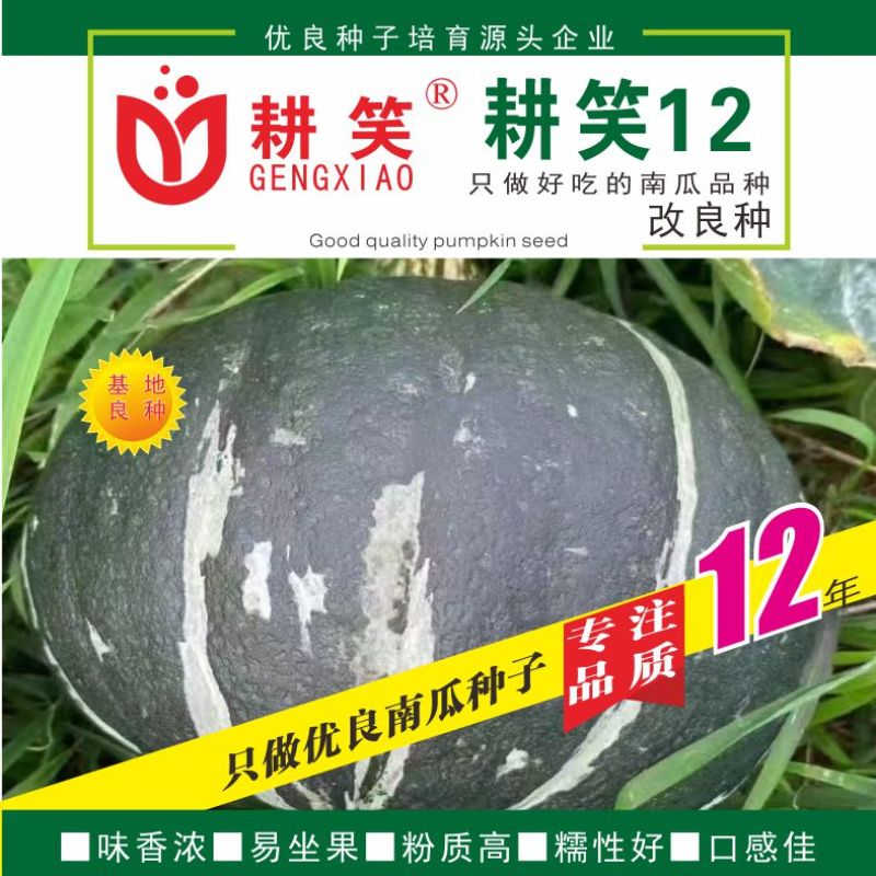 板栗南瓜种子厂家批发，甜面粉糯，大果型，绿板栗，产量高