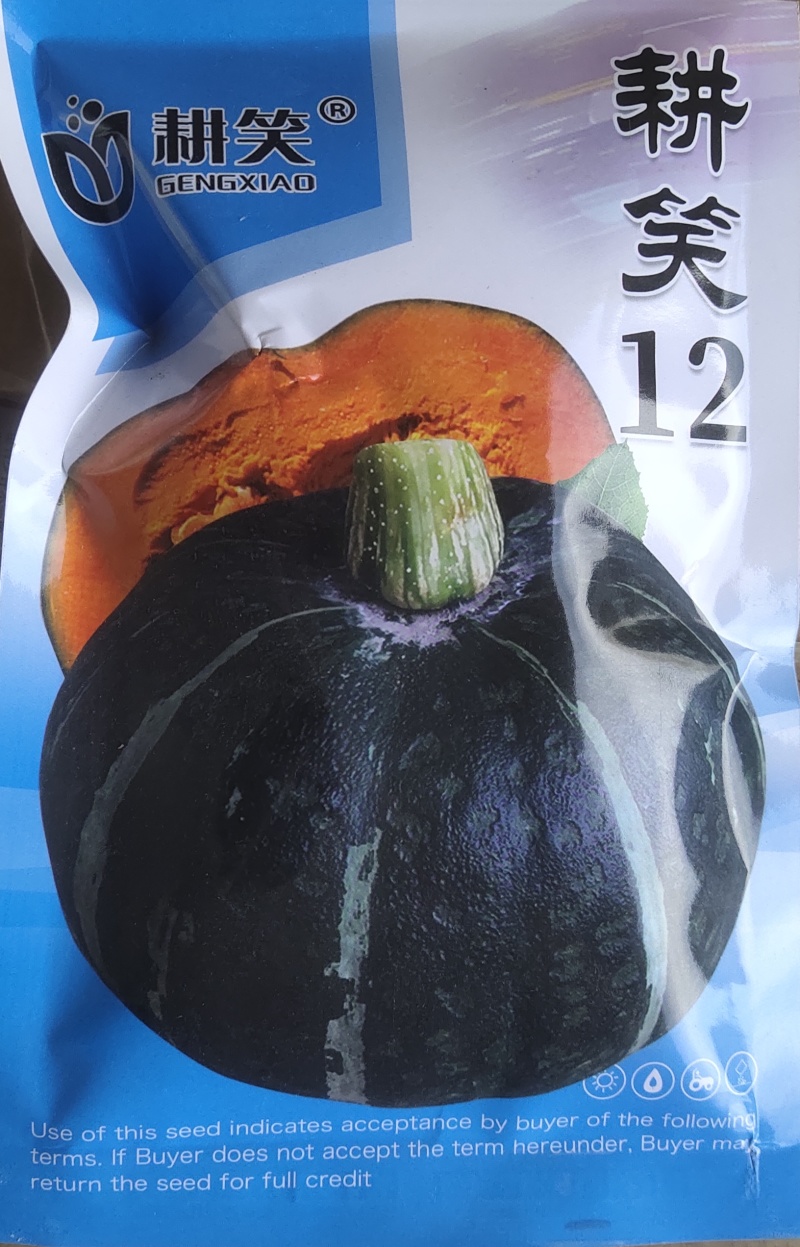 板栗南瓜种子厂家批发，甜面粉糯，大果型，绿板栗，产量高