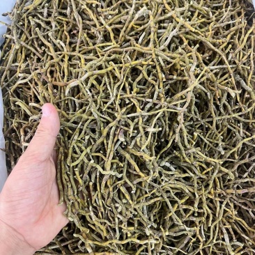 云南现采现发铁皮石斛条当年新条石斛基地种植新鲜铁皮石斛