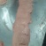 母猪奶沙，奶胡