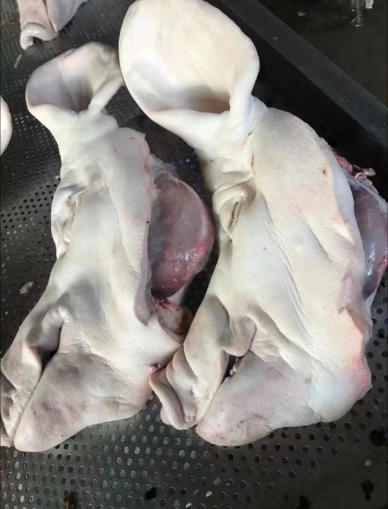 母猪头