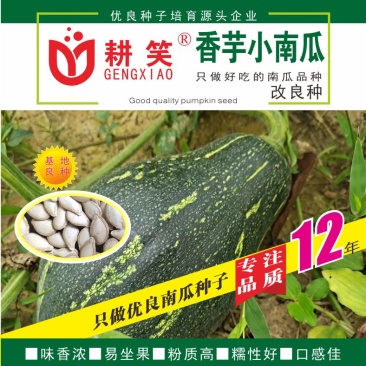台湾香芋小南瓜种子，瓜型美观香味浓郁，肉质细腻，种植简单
