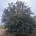 丛生大叶女贞，高度4-6米丛生大叶女贞