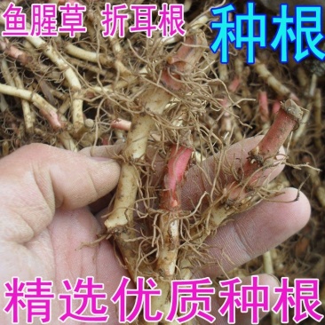 鱼腥草种根鱼腥草种苗鱼腥草种植苗大田基地种植