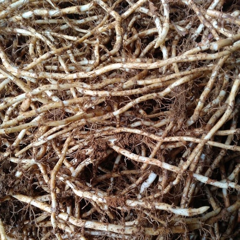 鱼腥草种根鱼腥草种苗鱼腥草种植苗大田基地种植
