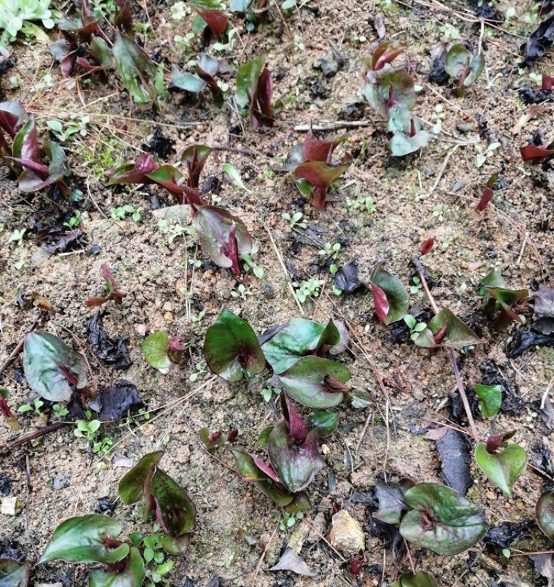 鱼腥草种根鱼腥草种苗鱼腥草种植苗大田基地种植