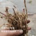 鱼腥草种根鱼腥草种苗鱼腥草种植苗大田基地种植