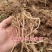 鱼腥草种根鱼腥草种苗鱼腥草种植苗大田基地种植