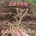 鱼腥草种根鱼腥草种苗鱼腥草种植苗大田基地种植