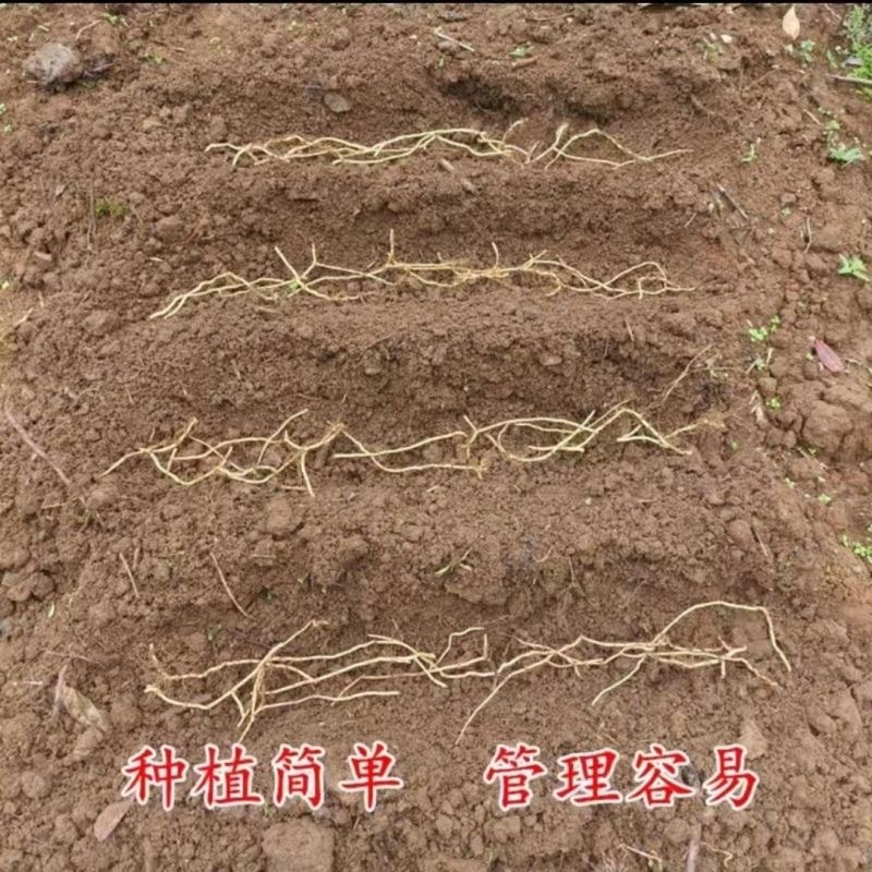 鱼腥草种根鱼腥草种苗鱼腥草种植苗大田基地种植