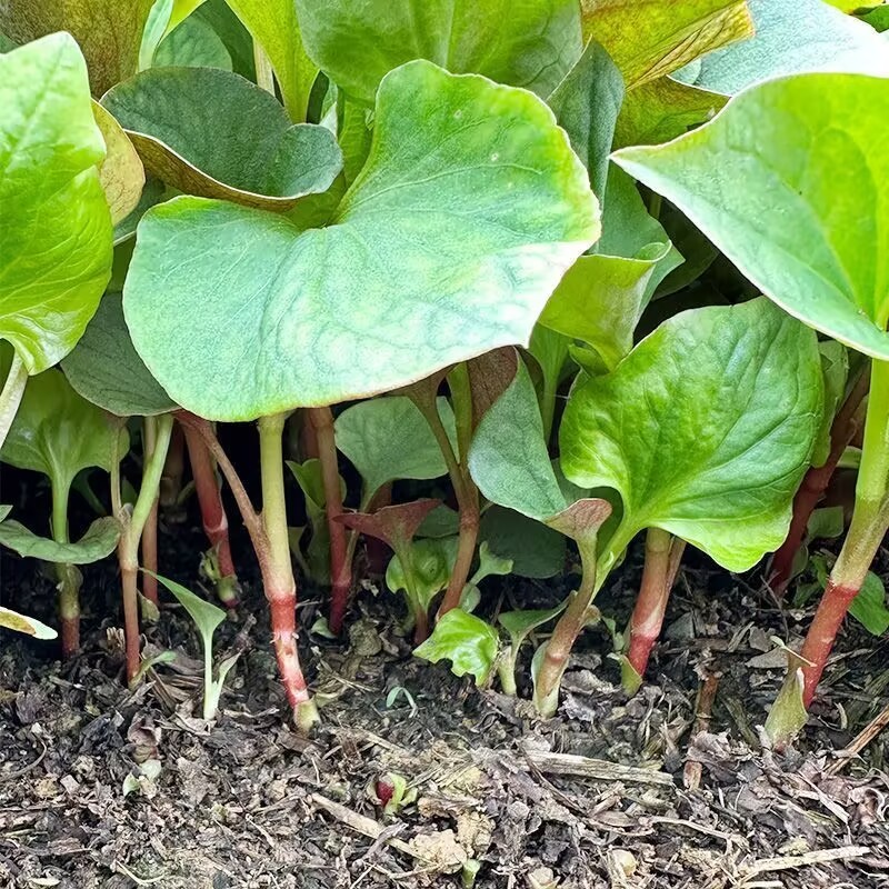 鱼腥草种苗新鲜现挖鱼腥草种根鱼腥草苗多年生四季蔬菜