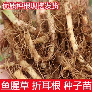 新鲜鱼腥草种根鱼腥草种植苗多年生四季盆栽大田基地种植