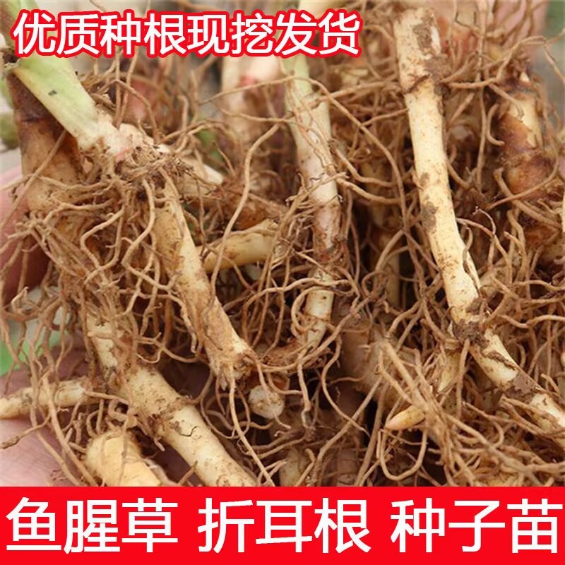 新鲜鱼腥草种根鱼腥草种植苗多年生四季盆栽大田基地种植
