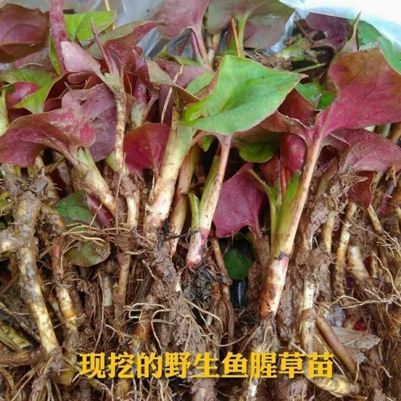 鱼腥草种苗带根现挖新鲜鱼腥草根苗鱼腥草种子四季种植