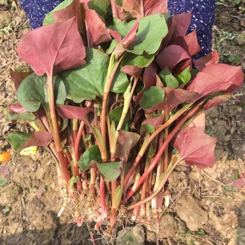 鱼腥草种苗带根现挖新鲜鱼腥草根苗鱼腥草种子四季种植