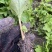鱼腥草种苗带根现挖新鲜鱼腥草根苗鱼腥草种子四季种植