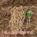 鱼腥草种苗带根现挖新鲜鱼腥草根苗鱼腥草种子四季种植