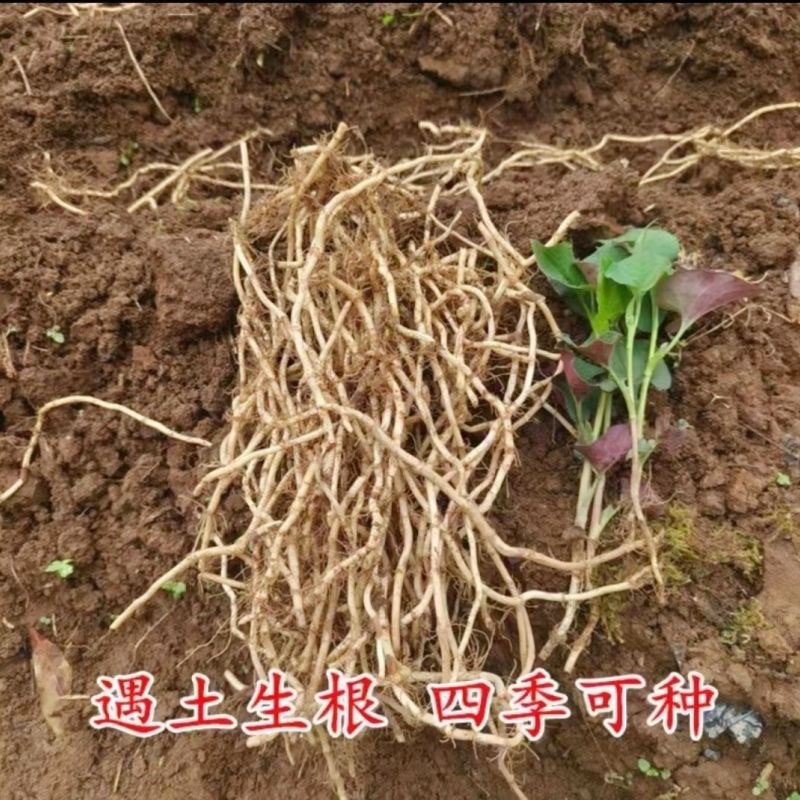 鱼腥草种苗带根现挖新鲜鱼腥草根苗鱼腥草种子四季种植