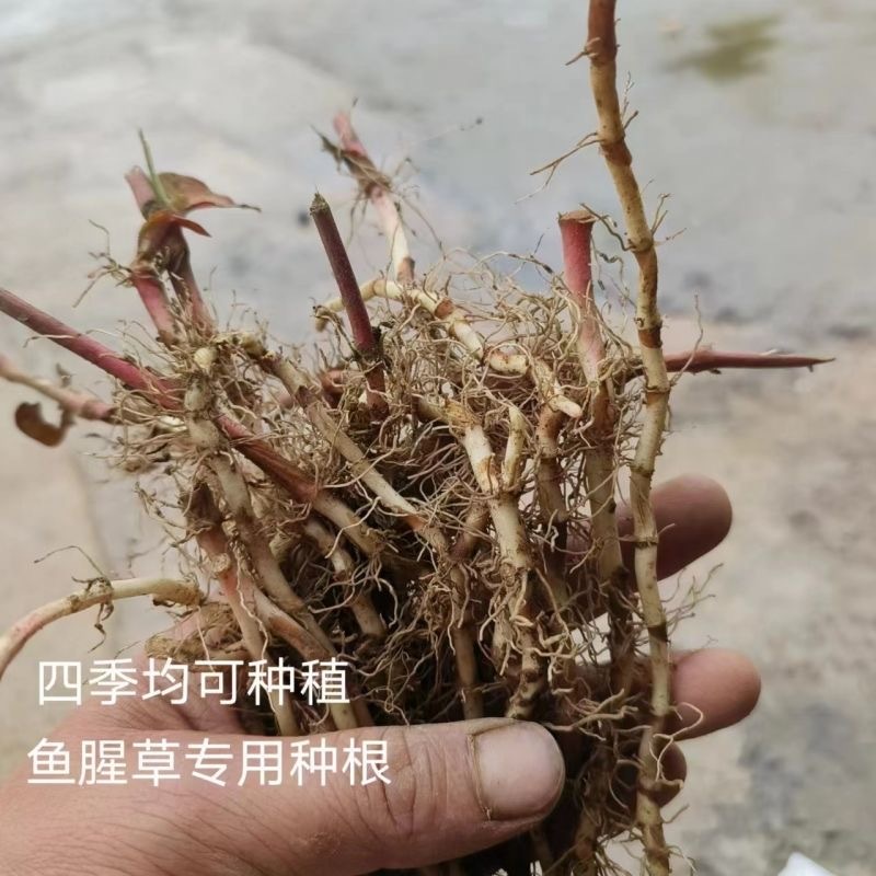 鱼腥草种苗带根现挖新鲜鱼腥草根苗鱼腥草种子四季种植