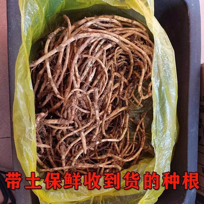 鱼腥草种苗带根现挖新鲜鱼腥草根苗鱼腥草种子四季种植