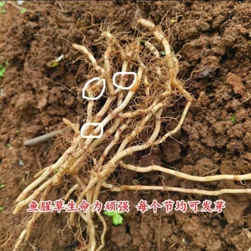 鱼腥草种苗带根现挖新鲜鱼腥草根苗鱼腥草种子四季种植