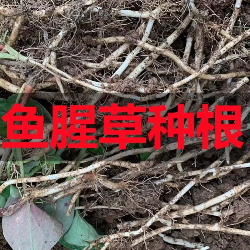 鱼腥草种根现挖新鲜带泥发货可吃可种植鱼腥草种苗种子