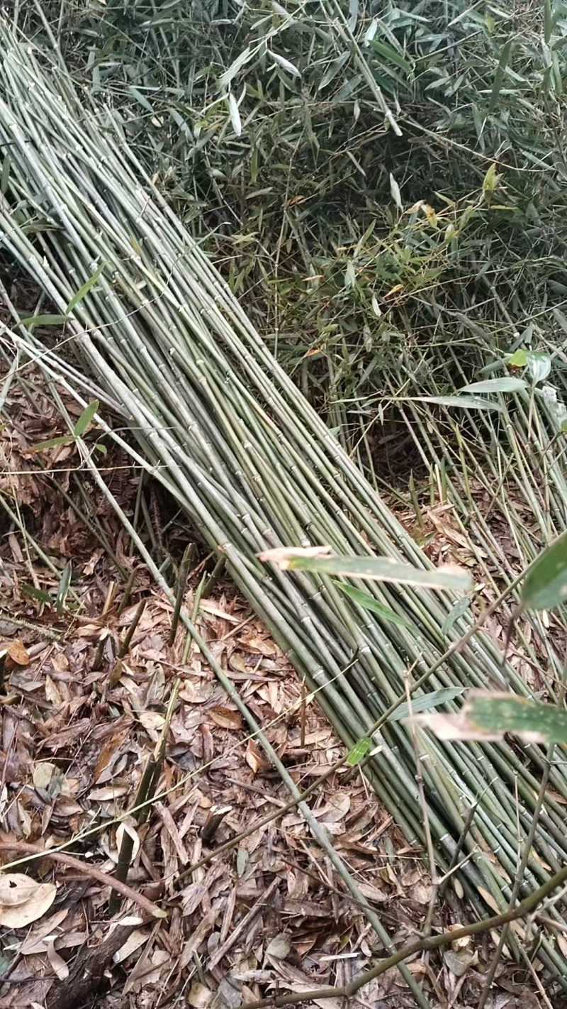 带桠小竹子大量供应价格优惠欢迎来电洽谈品质保证