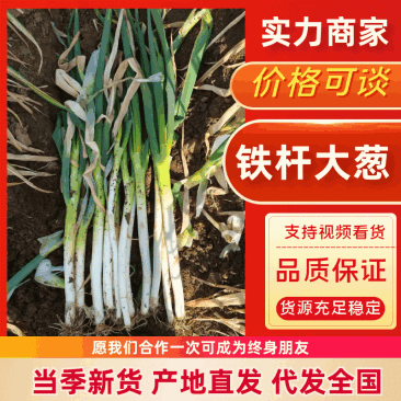 大葱铁杆大葱南阳大葱产地直供一手货源欢迎咨询