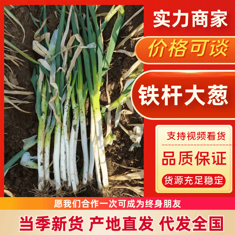 大葱铁杆大葱南阳大葱产地直供一手货源欢迎咨询