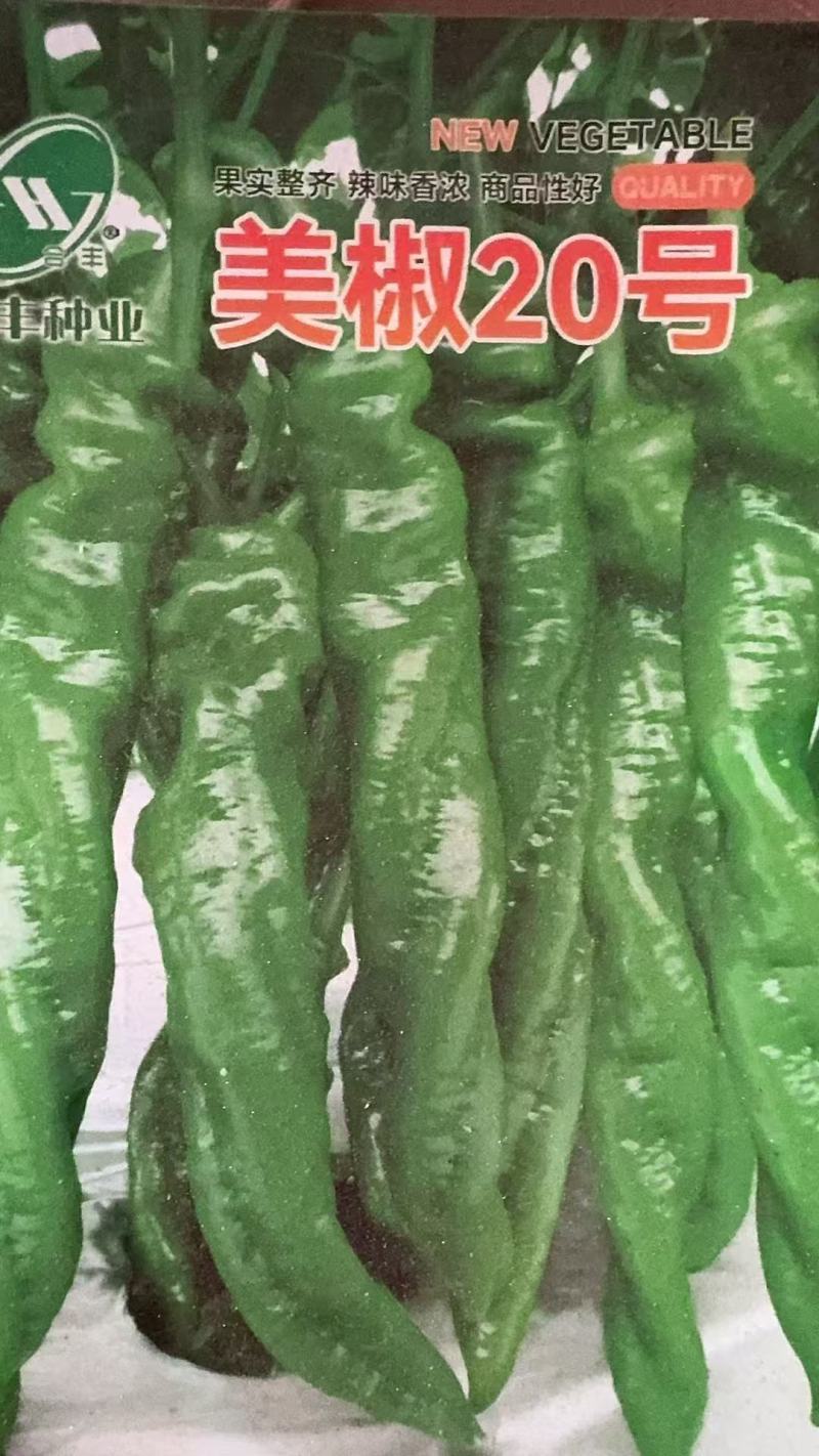 美椒20号-螺丝椒种子皮薄肉脆辣味浓郁高产耐运输耐低温