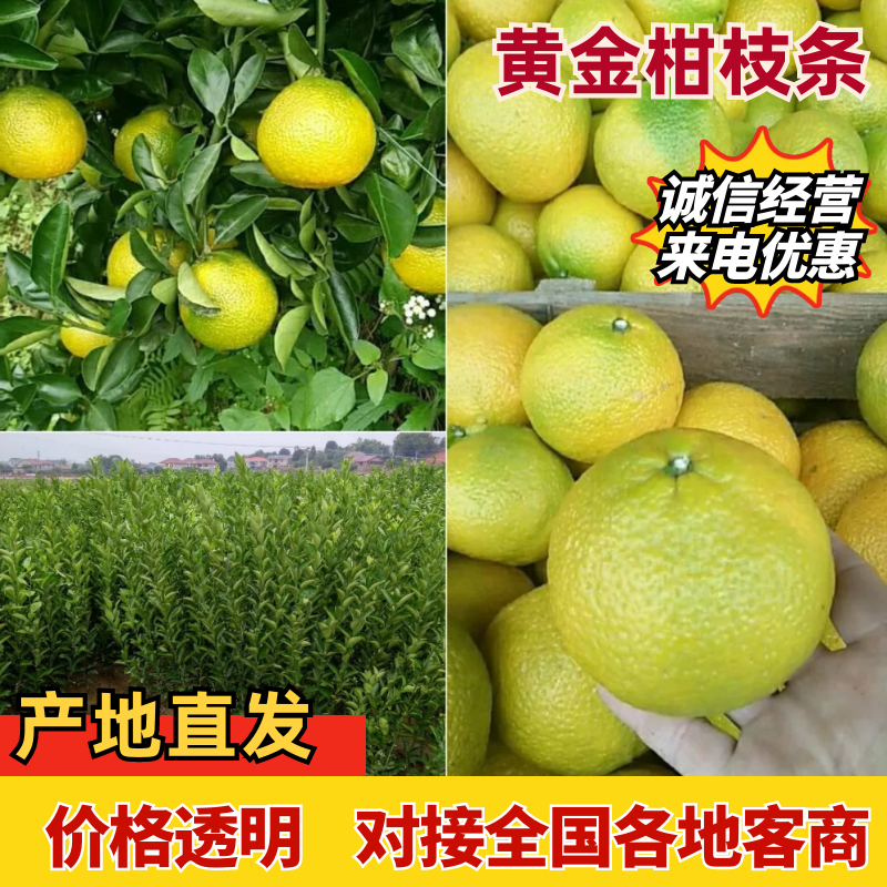 黄金柑枝条，果肉甜，耐贮放至5月份不变味基地现剪