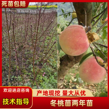 冬桃苗两年苗国庆中秋节成熟，质脆味甜。自产健壮，包技术