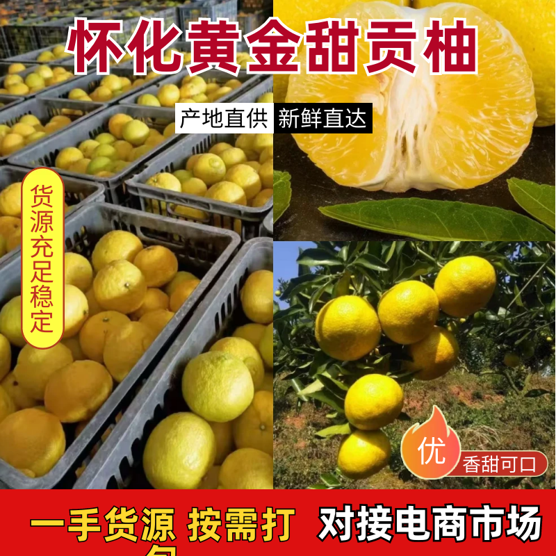 怀化黄金甜贡柚高山橘柚味甜多汁当季新鲜果一件也是批发价